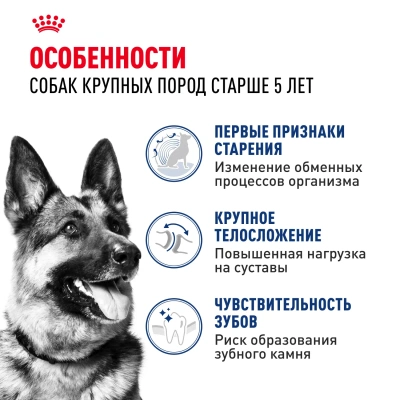 Сухой корм ROYAL CANIN MAXI ADULT 5+ для собак крупных пород старше 5 лет 4 кг