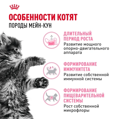 ROYAL CANIN Maine Coon Корм сухой для котят породы Мейн-Кун, 4 кг