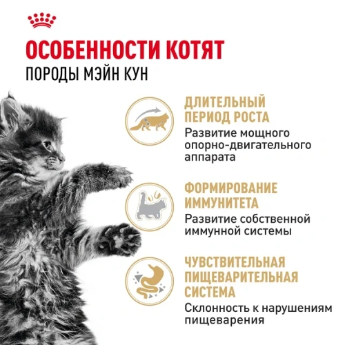 Влажный корм Royal Canin Maine Coon Kitten, корм для котят породы мейн-кун в соусе, 28*85 г