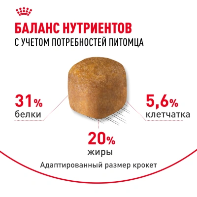 Royal Canin Maine Coon 31 Сухой корм для кошек породы Мейн Кун, 4 кг