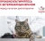 Сухой корм для кошек Royal Canin Renal Feline при хронической почечной недостаточности 0,4 кг