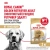 Сухой корм Royal Canin для взрослых собак породы Лабрадор ретривер 3 кг Сухой корм Royal Canin для взрослых собак породы Лабрадор ретривер 3 кг